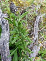 Helichrysum leucopsideum