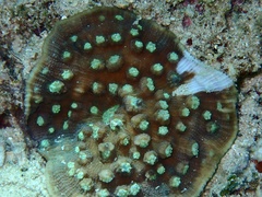 Mycedium elephantotus