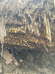 Oligonema verrucosum