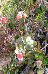 Cotyledon orbiculata
