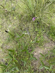 Cullen microcephalum