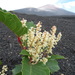 Chinese Knotweed - Photo (c) belvedere04, some rights reserved (CC BY), uploaded by belvedere04