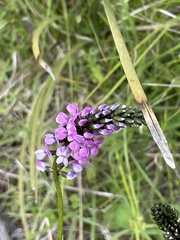 Cullen microcephalum