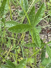 Cullen microcephalum