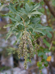 Vitex