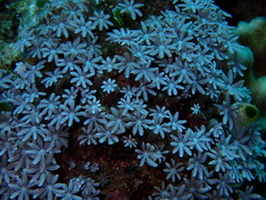 Clavularia