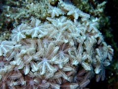 Clavularia