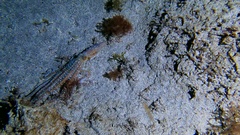 Callistoctopus macropus