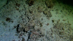 Callistoctopus macropus