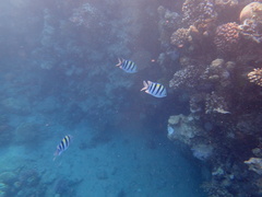 Abudefduf vaigiensis