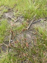 Juncus prismatocarpus