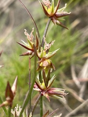Juncus prismatocarpus
