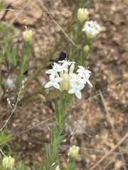 Pimelea linifolia caesia