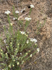 Pimelea linifolia caesia