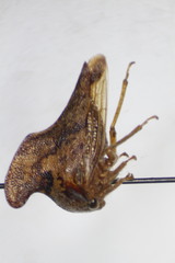 Telamona