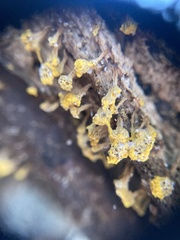Oligonema verrucosum