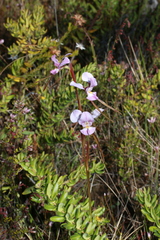 Diuris punctata
