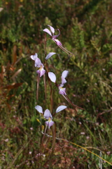 Diuris punctata