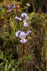 Diuris punctata