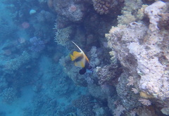 Heniochus intermedius