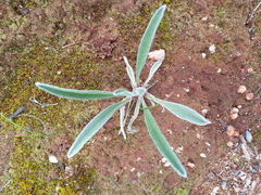 Goodenia willisiana