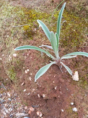 Goodenia willisiana