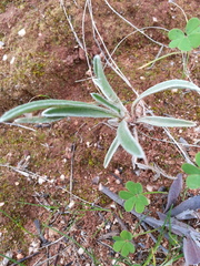Goodenia willisiana