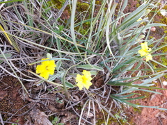 Goodenia willisiana