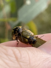 Paropsisterna agricola