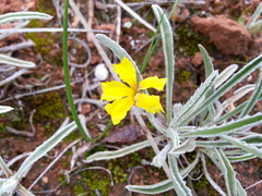 Goodenia willisiana