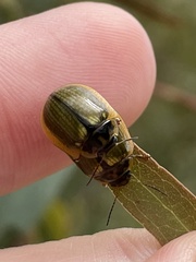 Paropsisterna agricola