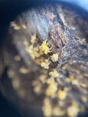 Oligonema verrucosum