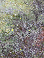 Goodenia willisiana