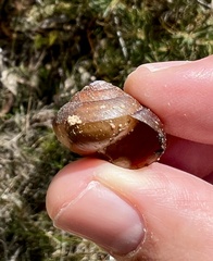 Sauroconcha corneovirens