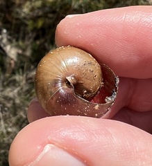 Sauroconcha corneovirens