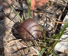 Sauroconcha corneovirens