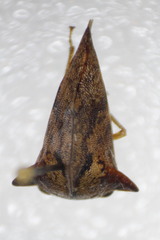 Telamona