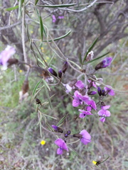 Glycine rubiginosa
