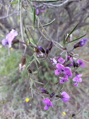 Glycine rubiginosa