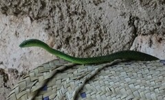 Philothamnus punctatus