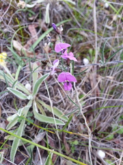 Glycine rubiginosa