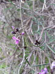 Glycine rubiginosa