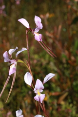 Diuris punctata