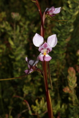 Diuris punctata