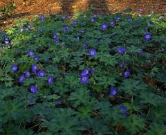 Geranium pratense