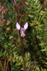 Diuris punctata