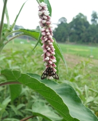 Amata huebneri