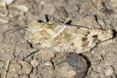 Oedipodinae