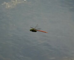 Anax longipes