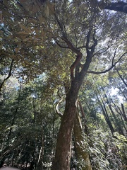 Fagaceae